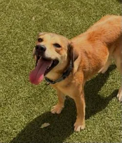 An adult medium-sized male Mixed Breed dog named Dodge for adoption in Savannah, GA