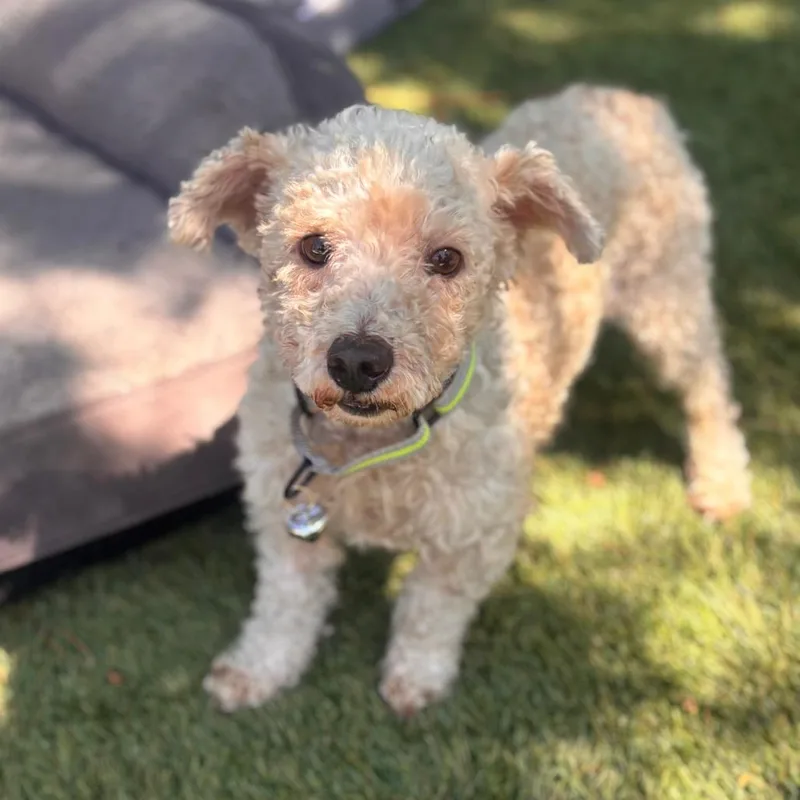A senior small-sized male White / Cream Miniature Poodle dog named Lamb Chop for adoption in San Diego, CA