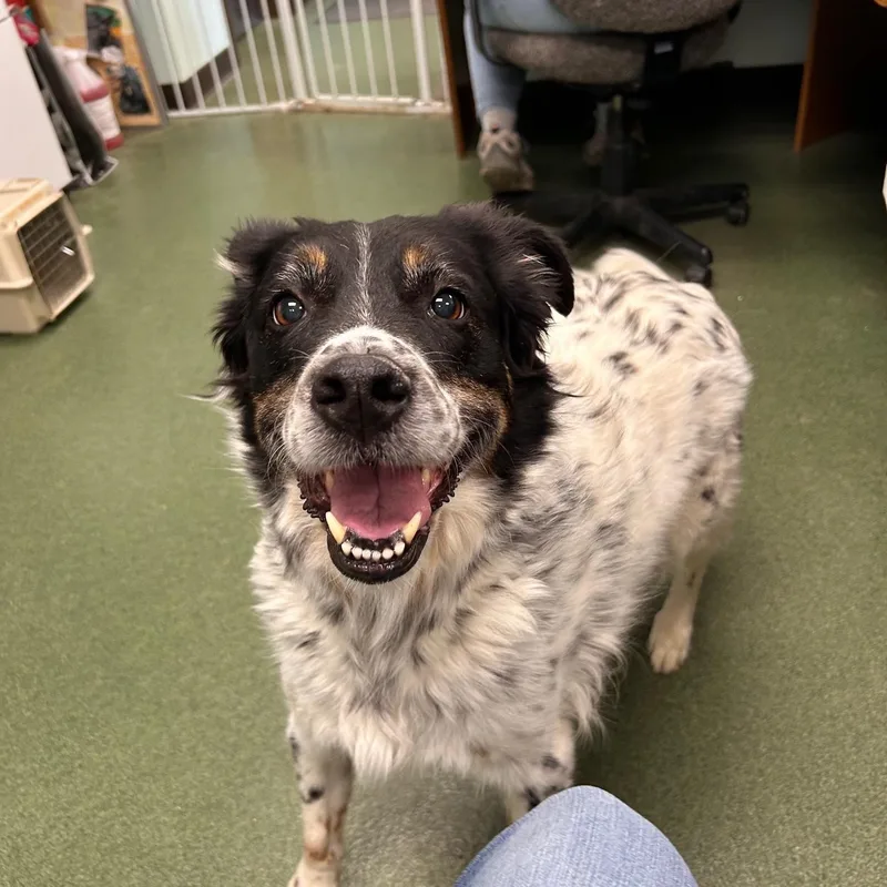 A senior medium-sized male Black English Setter dog named Deogie for adoption in Seneca, PA