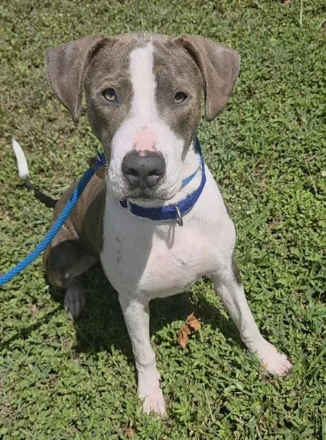 A young large-sized male Great Dane dog named Pluto for adoption in Fort Lauderdale, FL