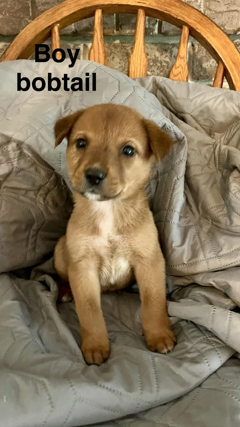 A baby small-sized male Golden Australian Shepherd dog named Puppy for adoption in White Lake, MI