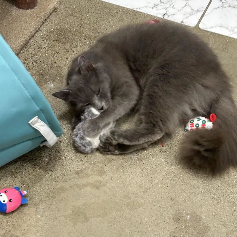 Peaches thumbnail 2