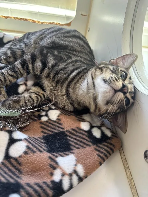 A baby small-sized male Tabby cat named Maxie for adoption in Truckee, CA