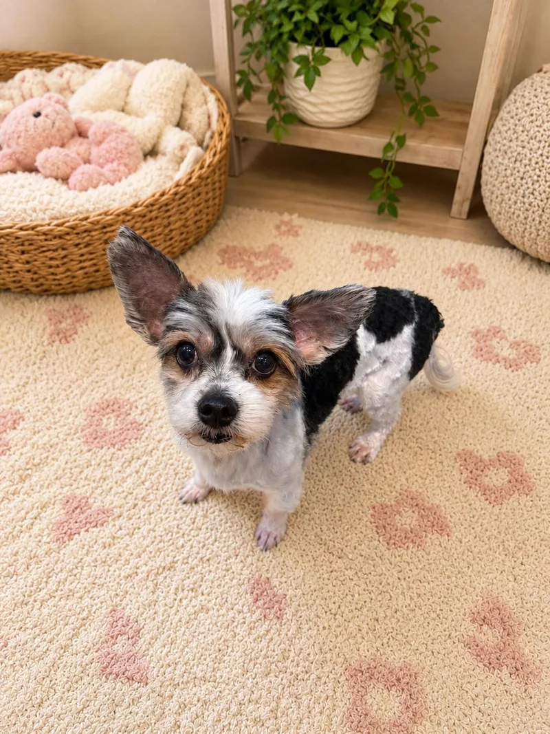 An adult small-sized male Yorkshire Terrier dog named Q Bert for adoption in Delmar, NY