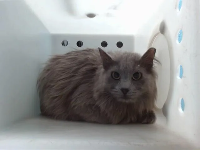 A young medium-sized male Domestic Long Hair cat named Orojos for adoption in Albuquerque, NM