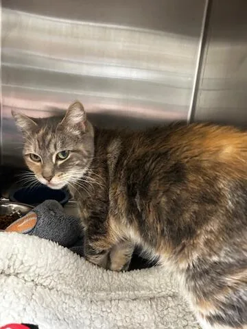 An adult medium-sized female Tabby (Orange / Red) Domestic Short Hair cat named Enzo for adoption in Chambersburg, PA