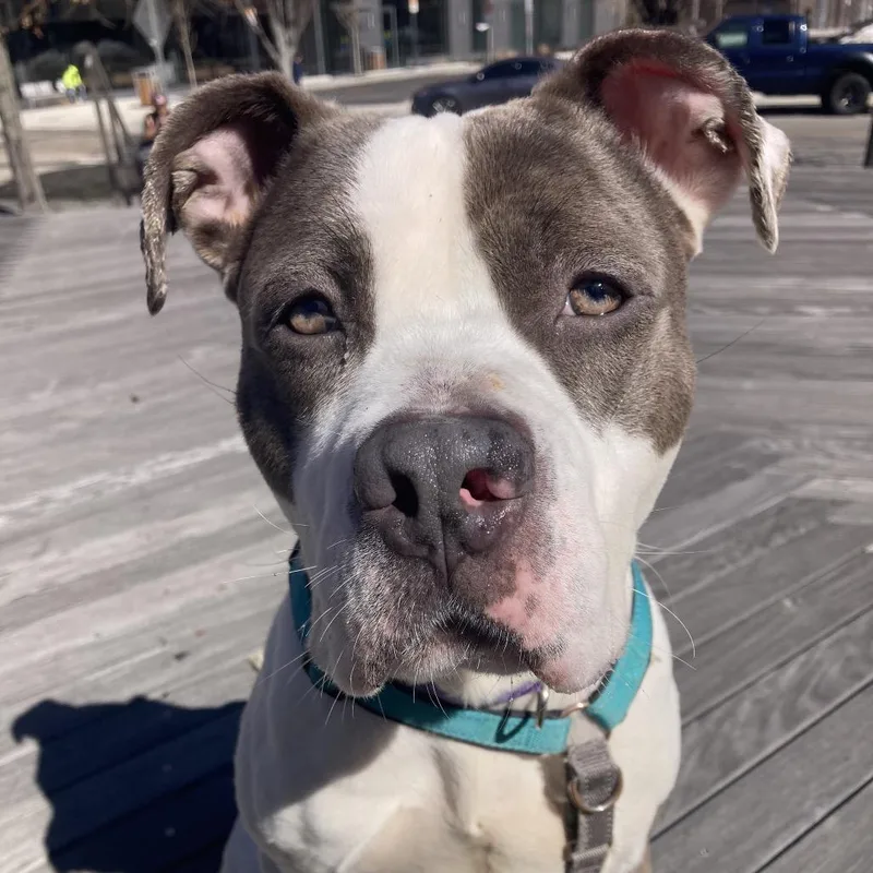 An adult medium-sized female White / Cream Mixed Breed dog named Chanel for adoption in Providence, RI