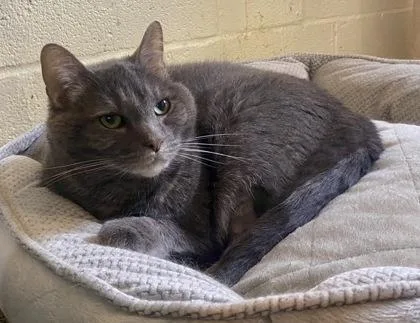 A senior small-sized male Gray & White Domestic Short Hair cat named Chase for adoption in Glasgow, KY