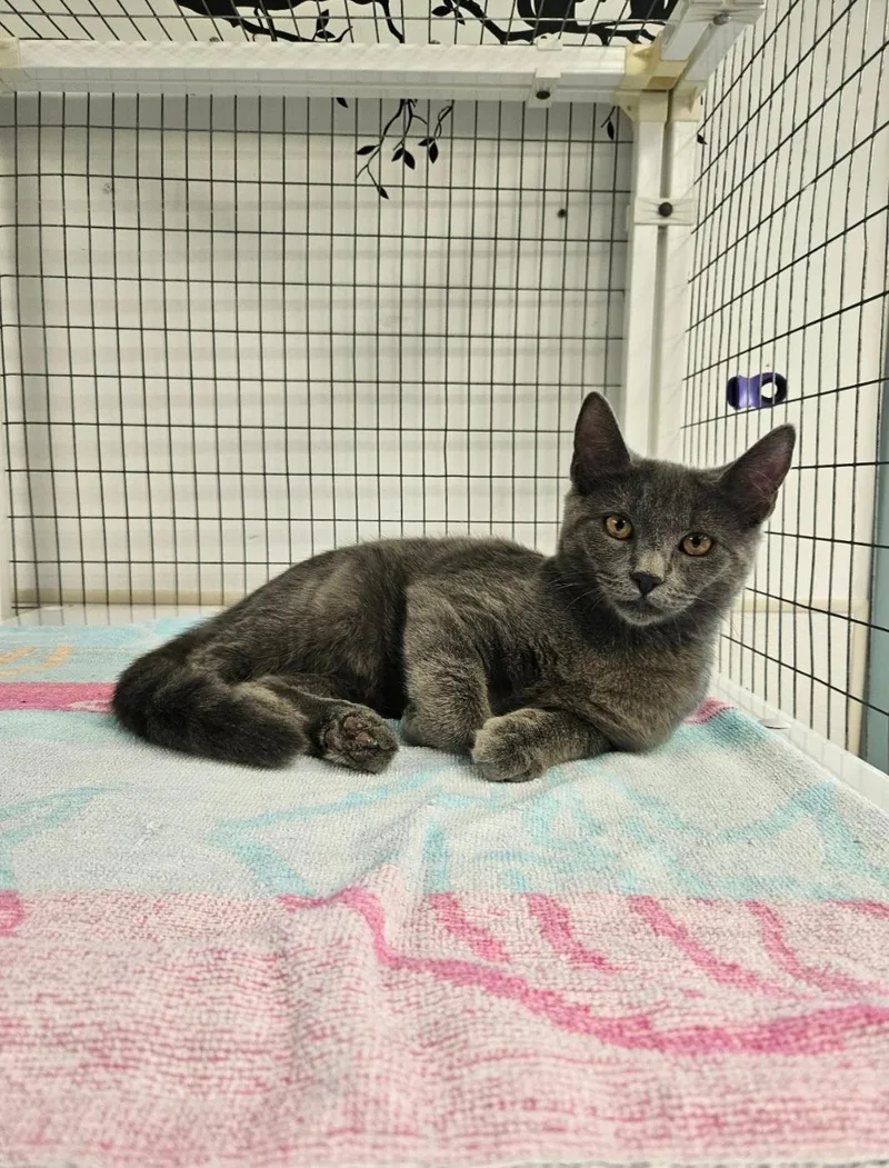A baby medium-sized female Domestic Short Hair cat named Bunny for adoption in Medfield, MA