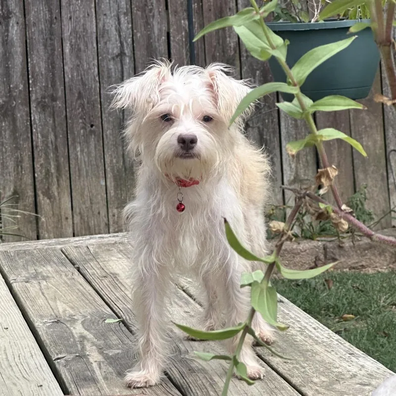 An adult small-sized male Terrier dog named Bertie for adoption in Prospect, KY