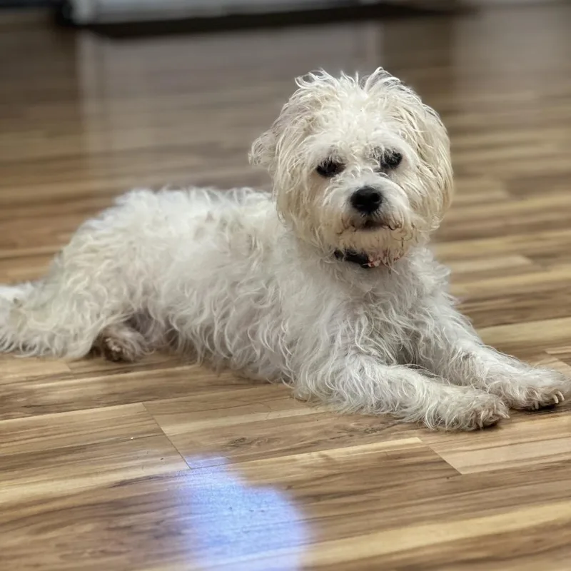 A senior small-sized male White / Cream Mixed Breed dog named Krypto for adoption in Austell, GA