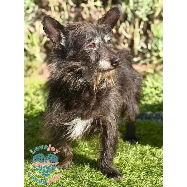 Otis Coh thumbnail 2