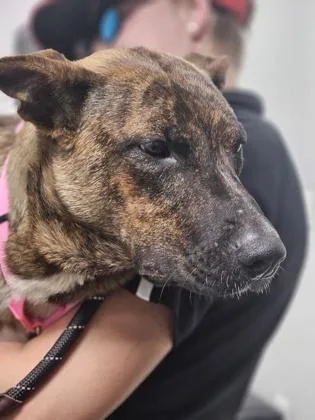 An adult medium-sized female Mixed Breed dog named Cheesecake FKA Dog for adoption in West Chester, PA