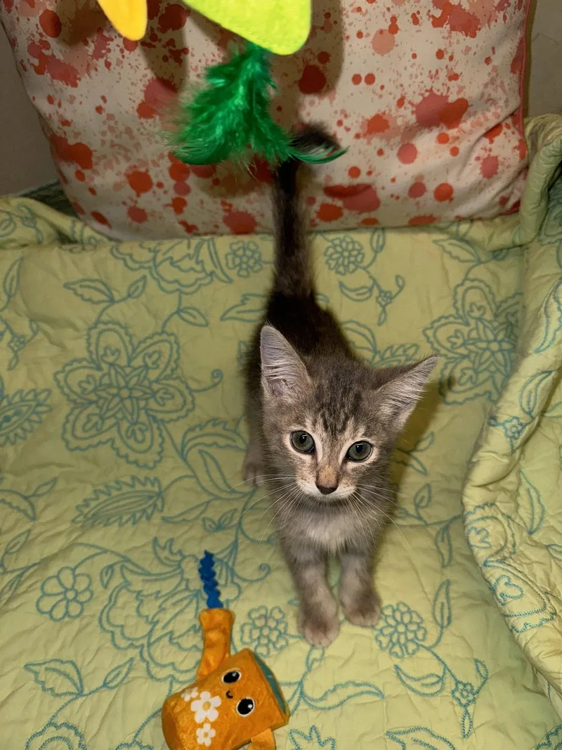 A baby small-sized male Gray / Blue / Silver Domestic Short Hair cat named Milo for adoption in Houston, TX