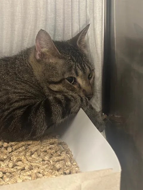 An adult medium-sized male Domestic Short Hair cat named Parcha for adoption in Indianapolis, IN