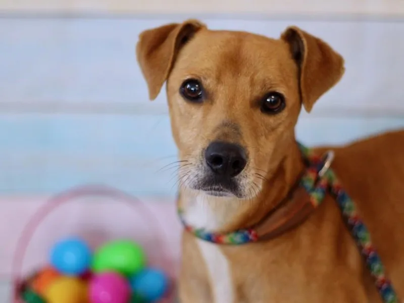 An adult medium-sized male Labrador Retriever dog named Kenny for adoption in Los Angeles, CA
