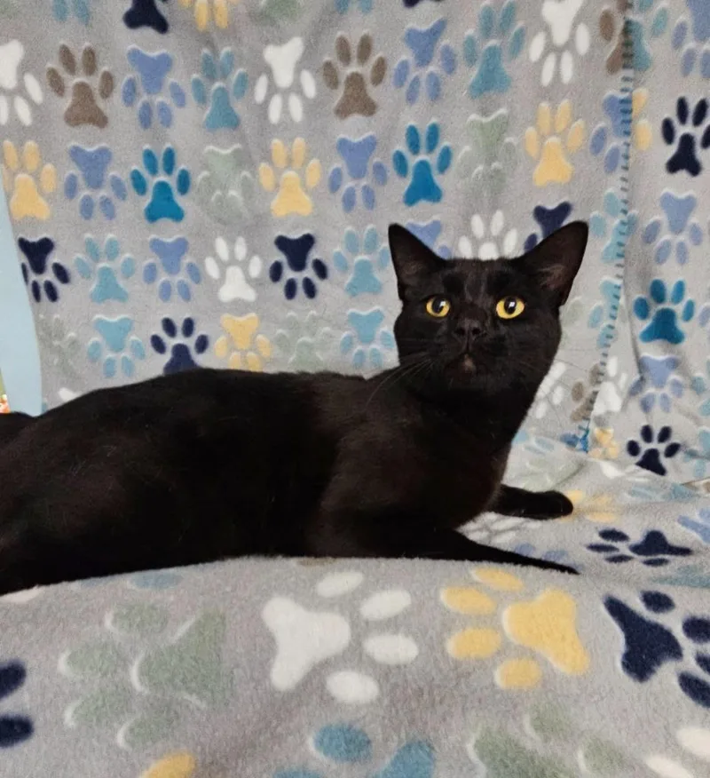 A young medium-sized male Domestic Short Hair cat named Tony for adoption in Wabash, IN