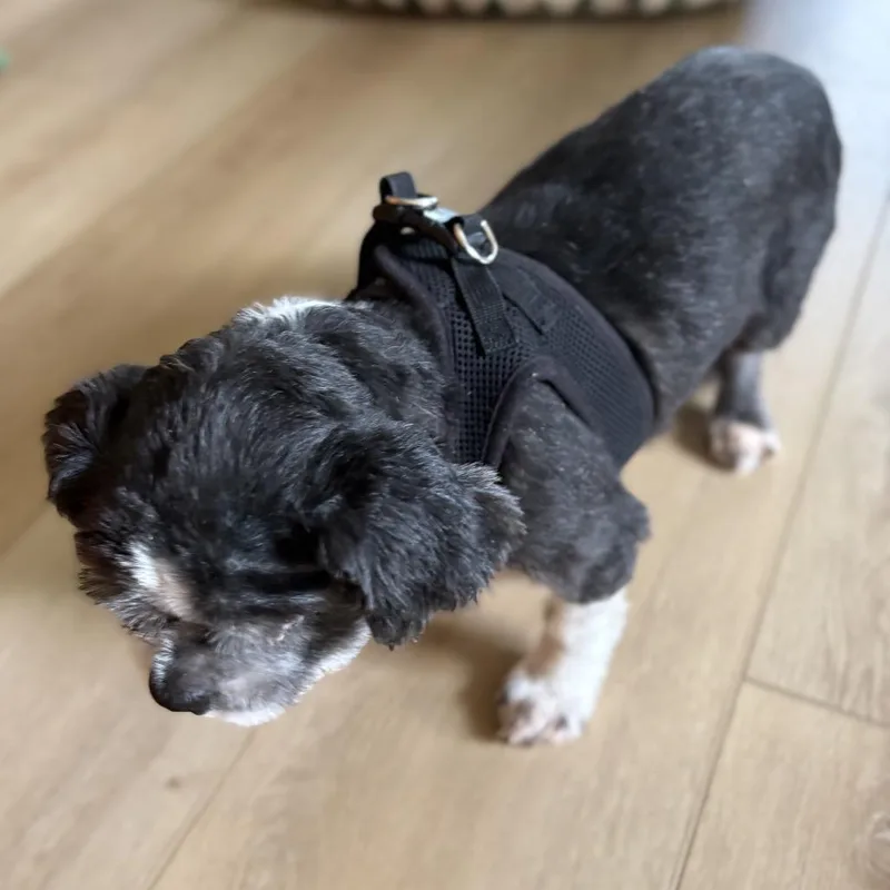 A senior small-sized male Black Shih Tzu dog named Hawley for adoption in Houston, TX