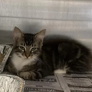 A baby small-sized male Brown / Chocolate Domestic Medium Hair cat named Summer for adoption in Long Beach, CA