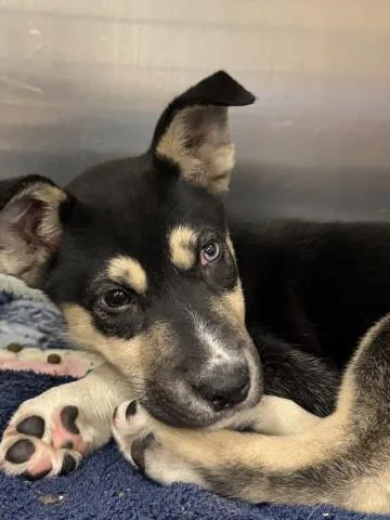 A baby small-sized male Shepherd dog named Zander for adoption in Thousand Palms, CA