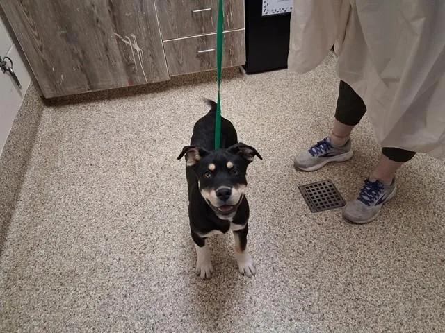 A baby small-sized female Husky dog named Leapfrog for adoption in Colorado Springs, CO