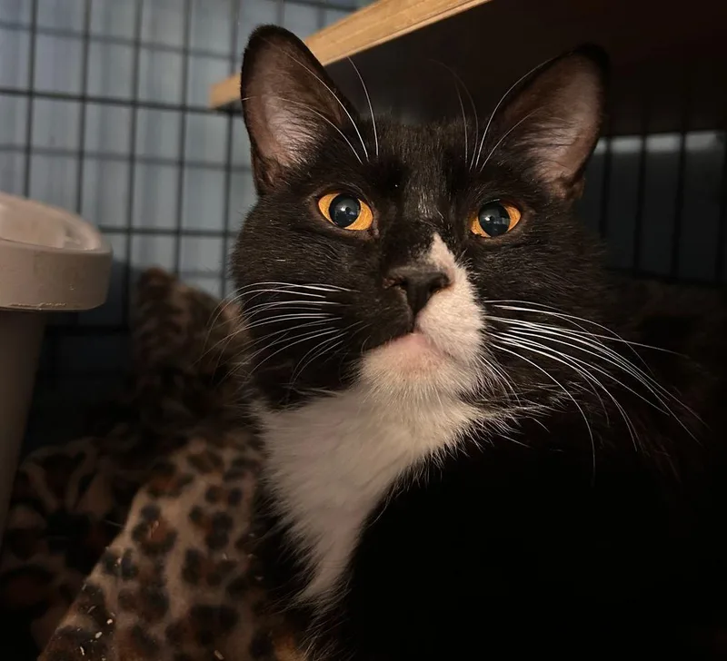 A young large-sized female Domestic Short Hair cat named Padme for adoption in East Hartford , CT