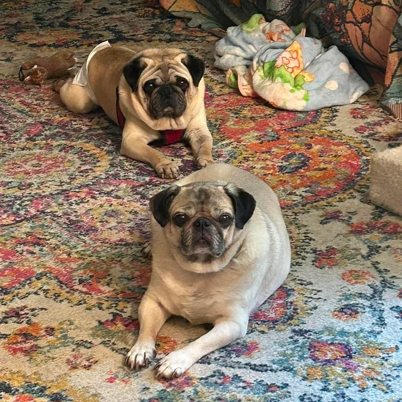 Winston