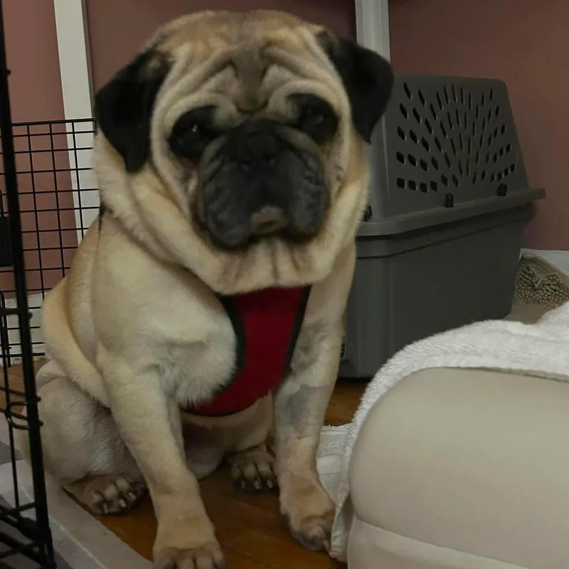 Winston thumbnail 6