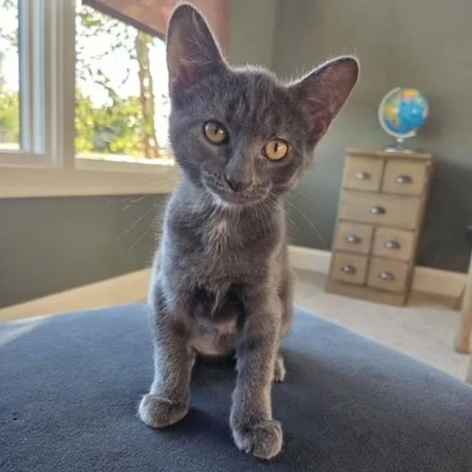A young medium-sized male Gray / Blue / Silver Domestic Short Hair cat named Marshall for adoption in Findlay, OH