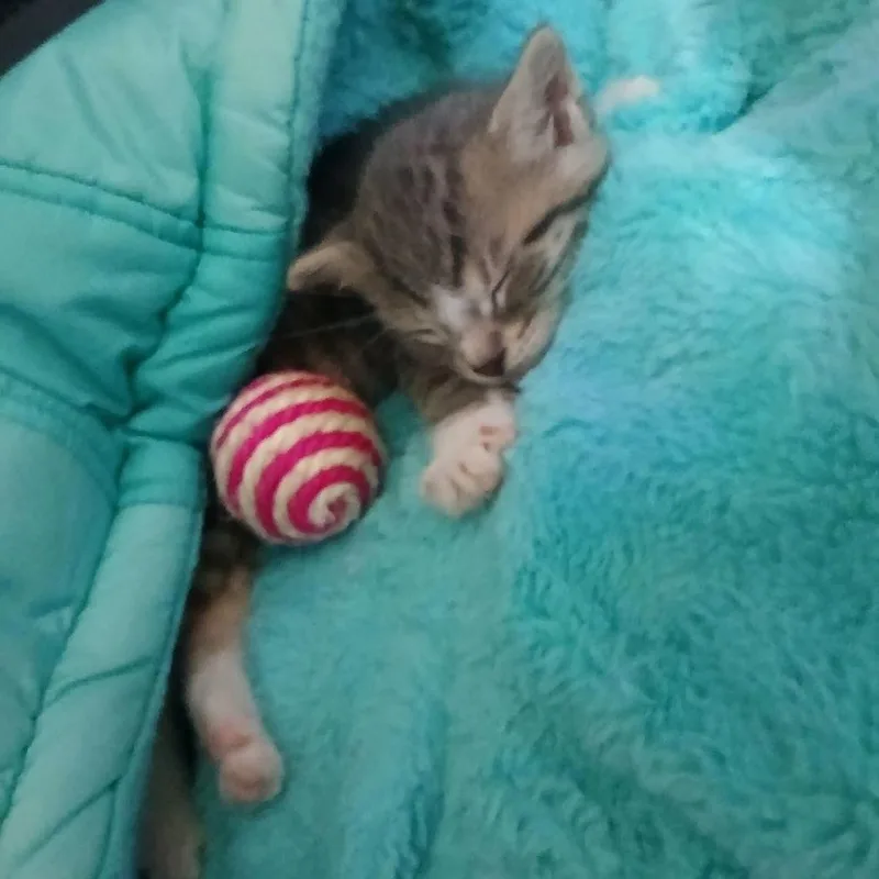 A baby small-sized male Brown / Chocolate Domestic Short Hair cat named Simba for adoption in Brooklyn, NY