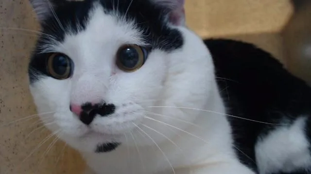 A young medium-sized male Domestic Short Hair cat named Marty for adoption in Downey, CA