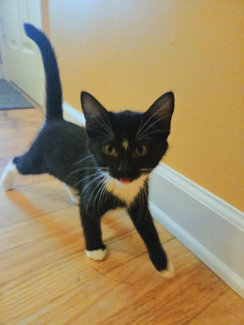 A baby medium-sized male Black & White / Tuxedo Tuxedo cat named Socket for adoption in Lombard, IL
