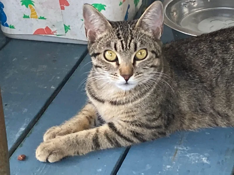 A young medium-sized female Tabby (Gray / Blue / Silver) Domestic Short Hair cat named Teeny for adoption in Knoxville, GA