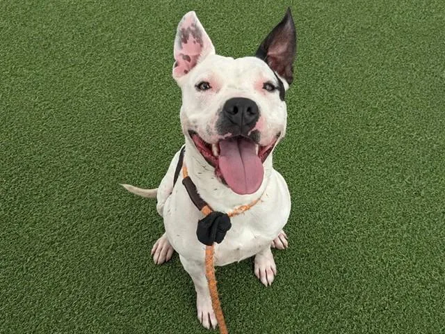 A young large-sized male Pit Bull Terrier dog named Spaghetti for adoption in Phoenix, AZ