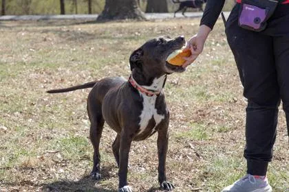 A senior medium-sized female Pit Bull Terrier dog named Callie May for adoption in Kansas City, MO