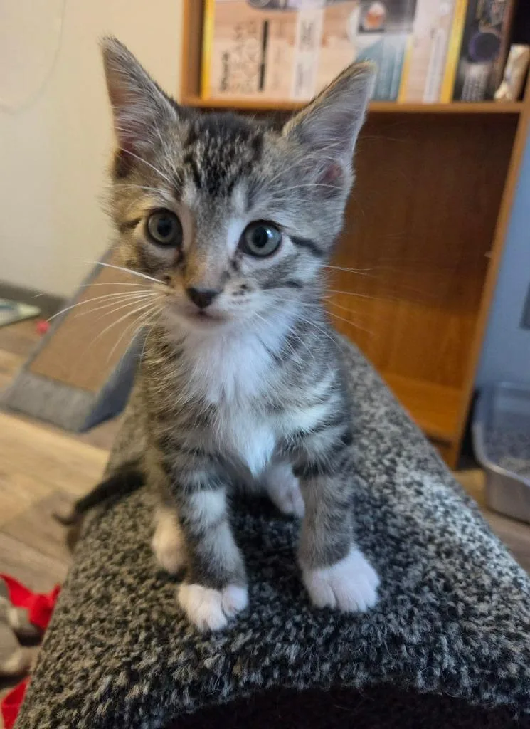 A young small-sized male Tabby (Brown / Chocolate) Domestic Short Hair cat named Breadstick for adoption in Webster City, IA