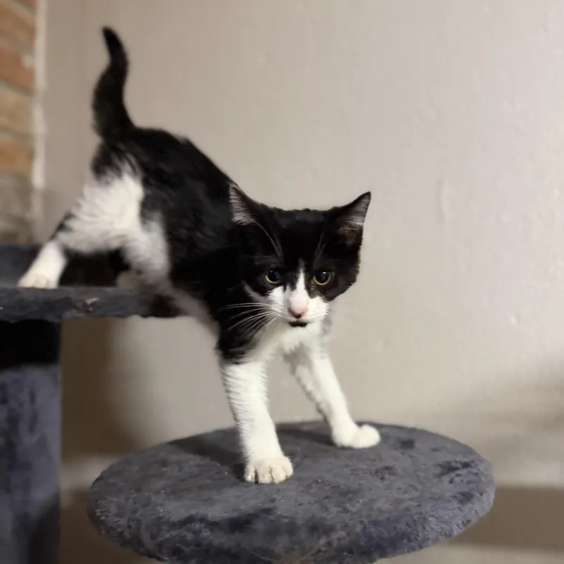 A baby medium-sized male Black & White / Tuxedo Domestic Short Hair cat named Parker for adoption in Pocatello, ID