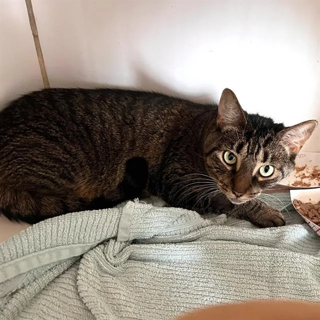 An adult small-sized female Domestic Short Hair cat named Angel for adoption in Methuen, MA