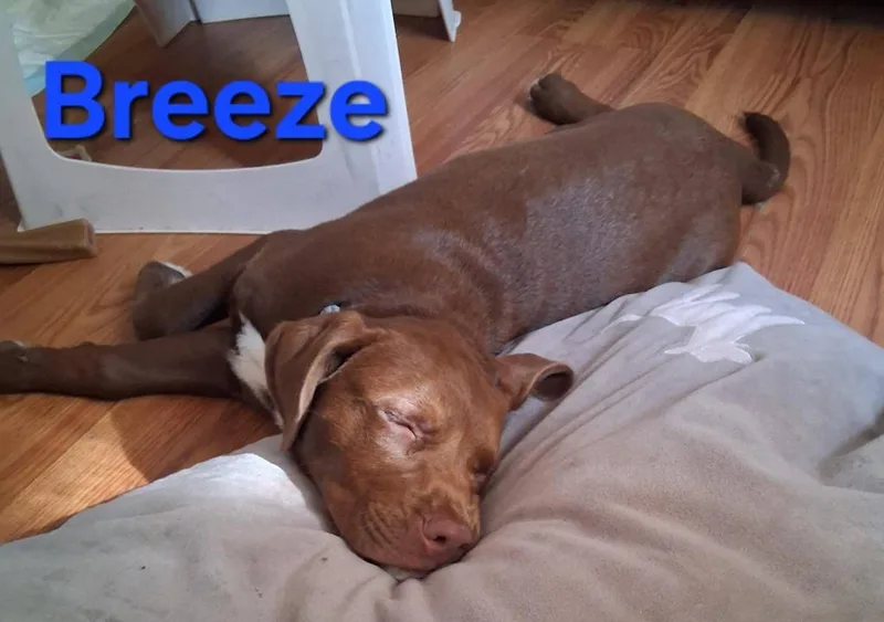 A baby medium-sized male Pit Bull Terrier dog named Breeze for adoption in New Bern, NC
