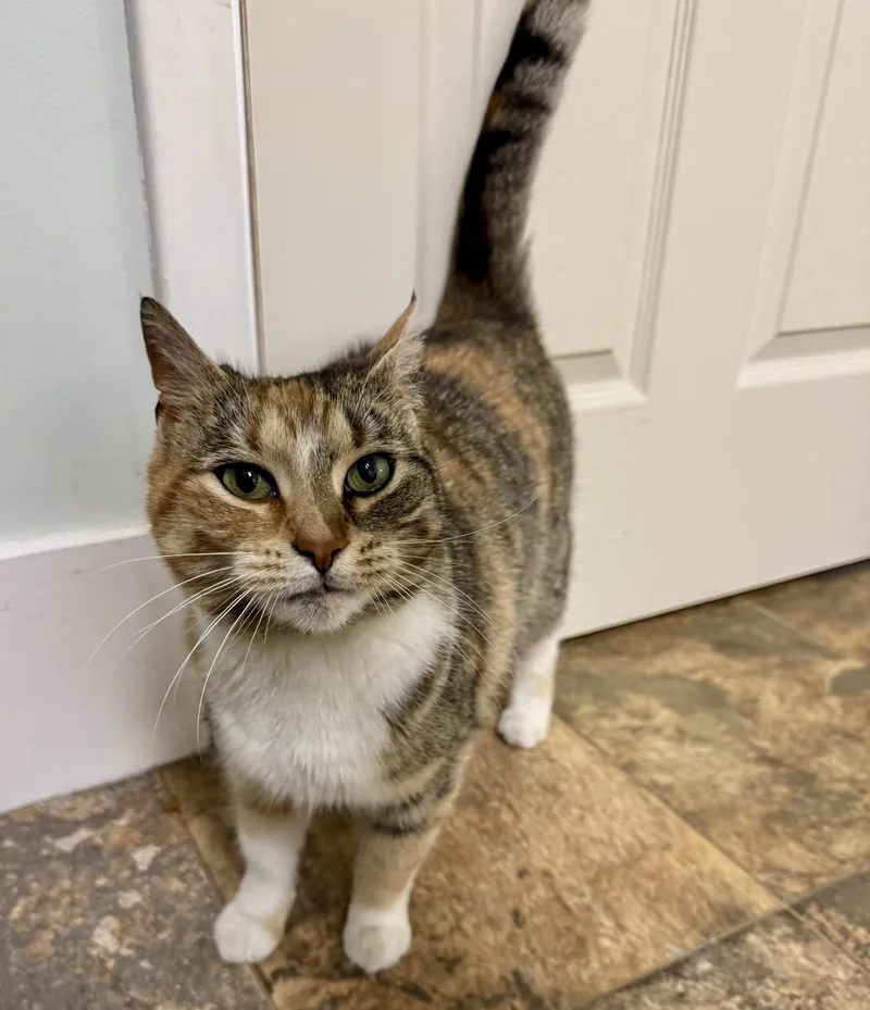 An adult medium-sized female Calico cat named Autumn for adoption in Webster, NY