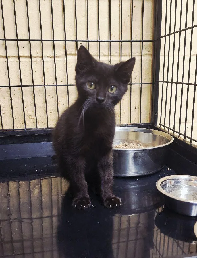 A baby medium-sized male Black Domestic Short Hair cat named Bitzy for adoption in Perth Amboy, NJ