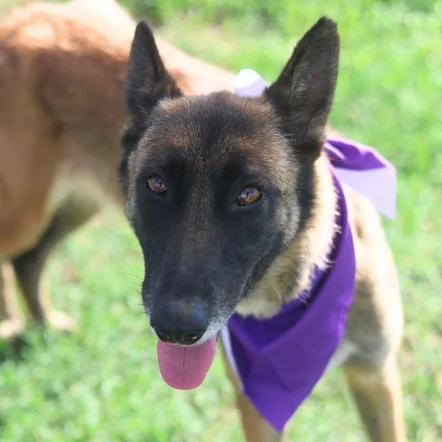 An adult large-sized female Belgian Shepherd / Malinois dog named Danii for adoption in San Antonio, TX