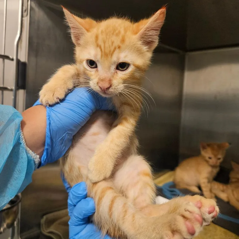 A baby small-sized male Domestic Short Hair cat named Dr. Pepper for adoption in Los Angeles, CA