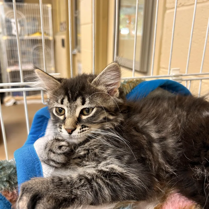 A baby small-sized female Tabby (Brown / Chocolate) Domestic Short Hair cat named Van Gough for adoption in Myerstown, PA