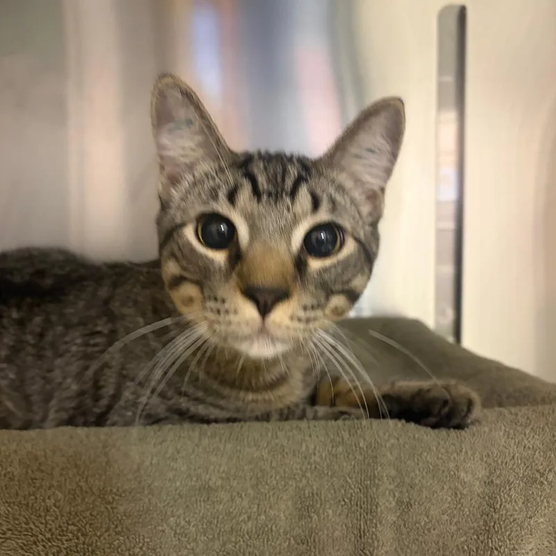 A young medium-sized male Brown / Chocolate Domestic Short Hair cat named William Wordsworth for adoption in Chicago, IL