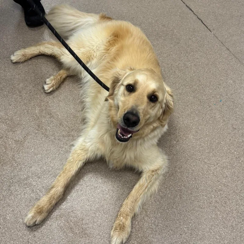An adult large-sized male Golden Retriever dog named Luke A for adoption in Middletown, NY