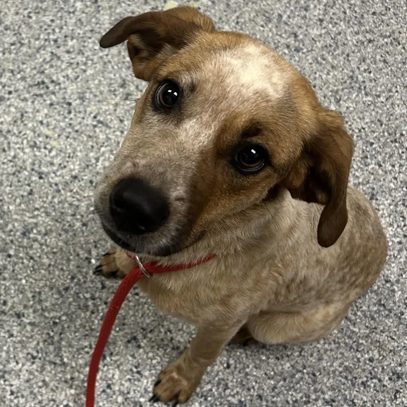 A young medium-sized female Red / Chestnut / Orange Cattle Dog dog named Freya for adoption in Birmingham, AL