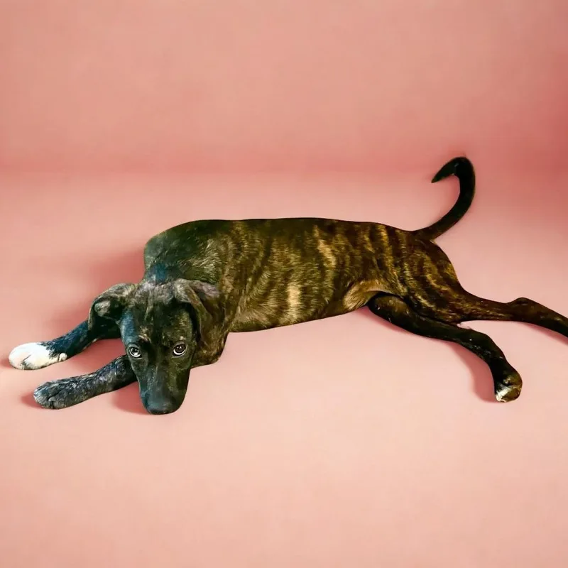 A baby small-sized female Brindle Chocolate Labrador Retriever dog named Ansley for adoption in Enterprise, AL