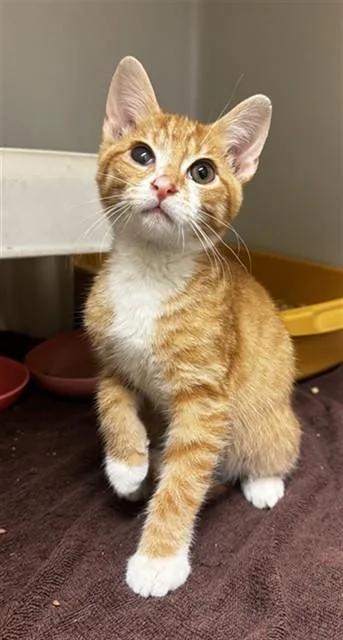 A baby small-sized male Domestic Short Hair cat named Huckleberry Pie for adoption in Statesville, NC