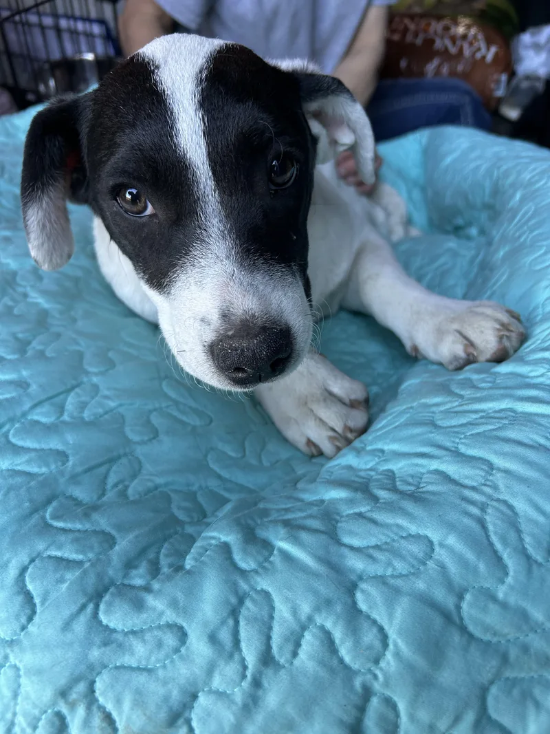 A young medium-sized female White / Cream Corgi dog named Elizabeth for adoption in Texarkana, TX
